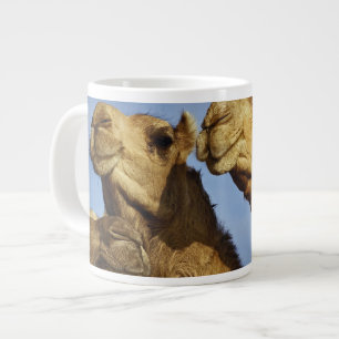 Dreiergruppe von Kamelen, Kamelmarkt, Kairo, Ägypt Jumbo-Tasse