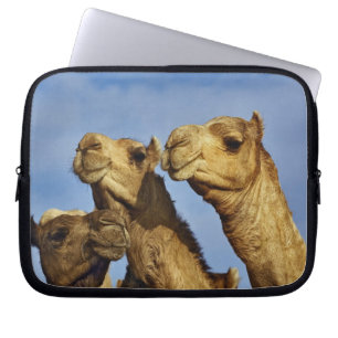 Dreiergruppe von Kamelen, Kamelmarkt, Kairo, Ägypt Laptopschutzhülle