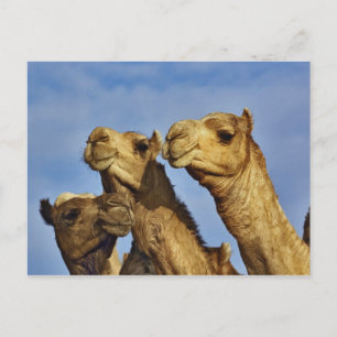 Dreiergruppe von Kamelen, Kamelmarkt, Kairo, Ägypt Postkarte