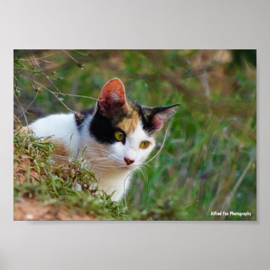 Dreifarbige Katze auf Beutefang Poster (Vorne)
