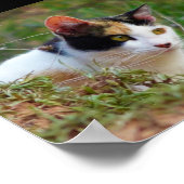 Dreifarbige Katze auf Beutefang Poster (Ecke)
