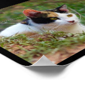 Dreifarbige Katze auf Beutefang Poster (Ecke)