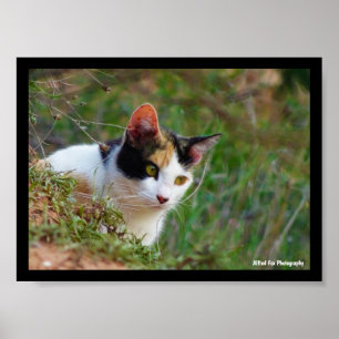 Dreifarbige Katze auf Beutefang Poster