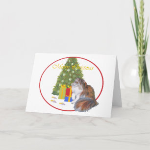 Dreifarbige Perserkatze Weihnachten