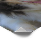 Dreifarbiger Border Collie Gesicht Poster (Ecke)