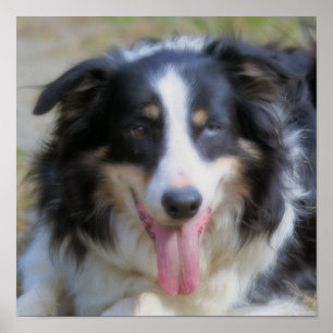 Dreifarbiger Border Collie Gesicht Poster
