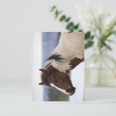 Dreifarbiges Pferd Postkarte (Stehend Vorderseite)
