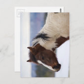 Dreifarbiges Pferd Postkarte (Vorne/Hinten)