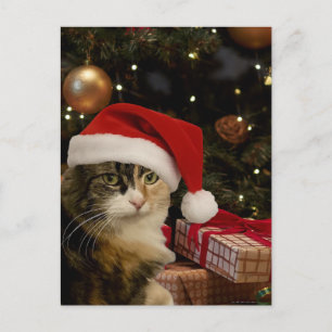Dreifarbiges Santa-Kätzchen-Postkarte Postkarte