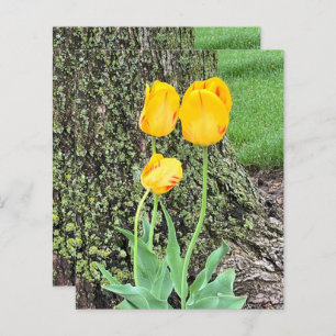 Dreigelbe Tulips / Scrapbook Paper