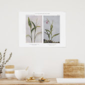 Dreigezogenes Solomon-Siegel - Vagnera trifolia Poster (Küche)