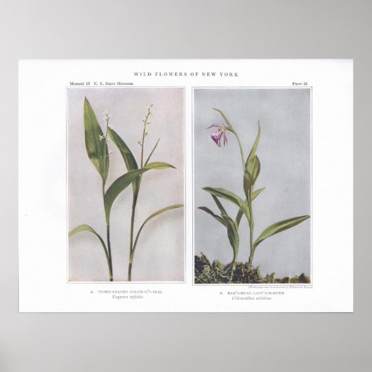 Dreigezogenes Solomon-Siegel - Vagnera trifolia Poster (Vorne)