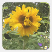 Dreiköpfige Sonnenblume Quadratischer Aufkleber (Vorderseite)