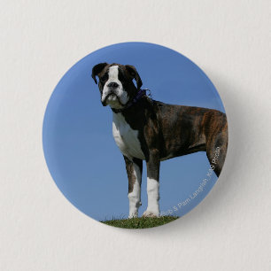 Dreimonatiges Baby Boxer-Welpe Button