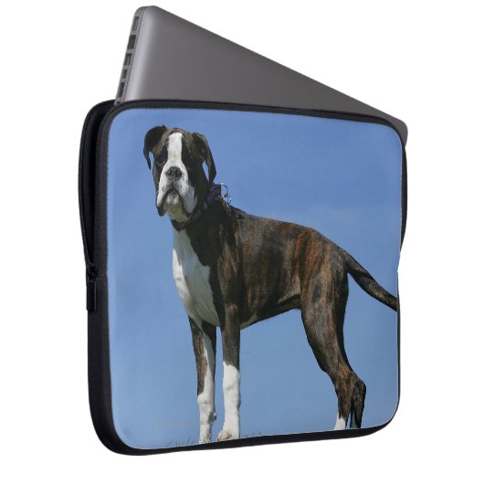 Dreimonatiges Baby Boxer-Welpe Laptopschutzhülle (Vorne Rechts)