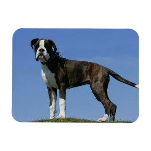 Dreimonatiges Baby Boxer-Welpe Magnet