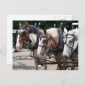 Dreimonatpferd Vielen Dank Postkarte (Vorne/Hinten)