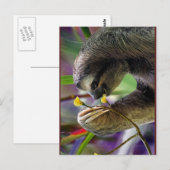 Dreischneider-Baum-Faultier Postkarte (Vorne/Hinten)