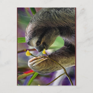 Dreischneider-Baum-Faultier Postkarte