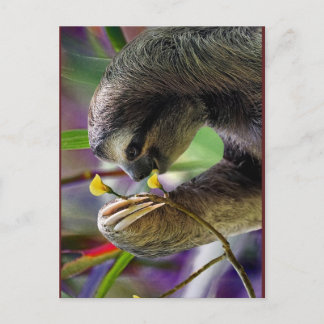 Dreischneider-Baum-Faultier Postkarte