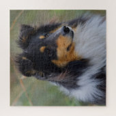 Dreisfarbensaltie (Shetland Sheepdog) Puzzle (Vertikal)