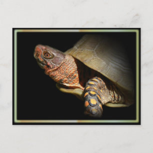 Dreizack-Box Schildkröte Postkarte. Postkarte