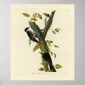 Dreizackiger Woodpecker - Audubons Vögel von Ameri Poster (Vorne)
