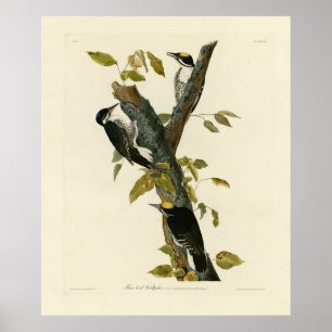 Dreizackiger Woodpecker - Audubons Vögel von Ameri Poster