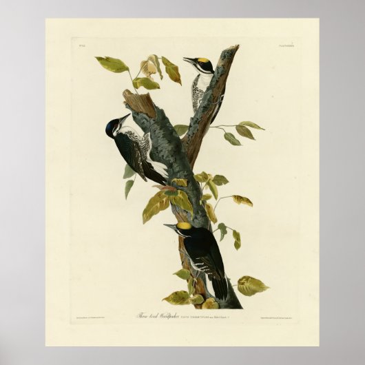 Dreizackiger Woodpecker - Audubons Vögel von Ameri Poster (Vorne)