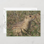 Dreizehn-Linde-Ground-Eichhörnchen Postkarte (Vorne/Hinten)