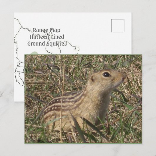 Dreizehn-Linde-Ground-Eichhörnchen Postkarte (Vorne/Hinten)