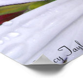 Drenched Daisy 5 Poster (Ecke)