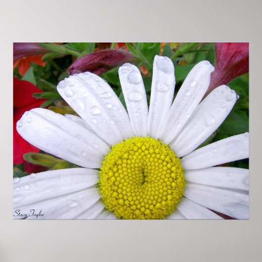 Drenched Daisy 5 Poster (Vorne)