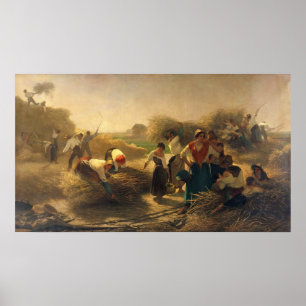 Dreschender Rapssamen auf den Gebieten von Lille Poster