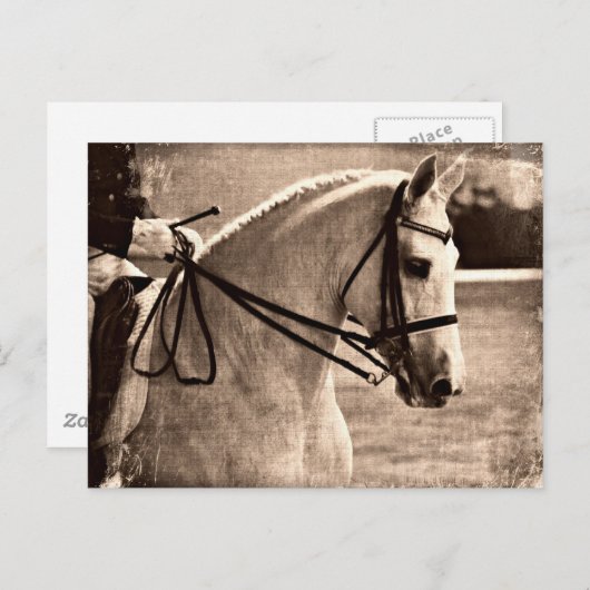 Dressage Grunge Postkarte (Vorne/Hinten)