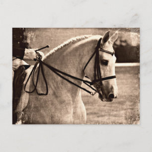 Dressage Grunge Postkarte