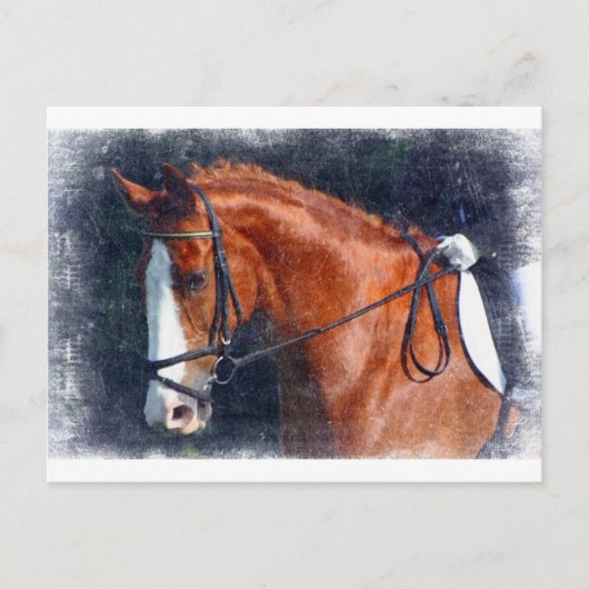 Dressage Horse Postkarte (Vorderseite)