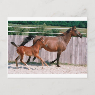 Dressage Pferd anzeigen Postkarte