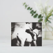 Dressage Postkarte (Stehend Vorderseite)