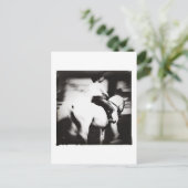 Dressage Postkarte (Stehend Vorderseite)