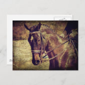 Dressage Postkarte (Vorne/Hinten)