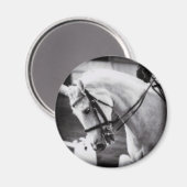 Dressurpferd Schwarz und Weiß Magnet (Vorderseite/Rückseite)