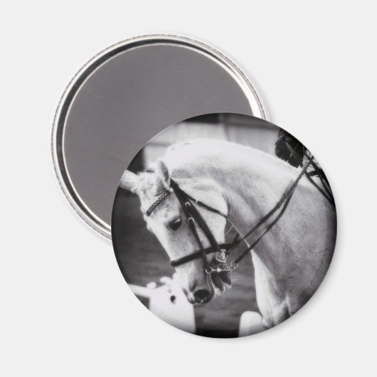 Dressurpferd Schwarz und Weiß Magnet (Vorderseite/Rückseite)