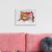 Dressy chihuahua leinwanddruck (Insitu (Wohnzimmer))