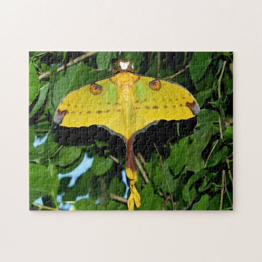 Drexel-Schmetterling. Puzzle (Horizontal)
