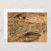 Dried Harmal Postkarte (Vorne/Hinten)