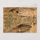 Dried Harmal Postkarte (Vorderseite)