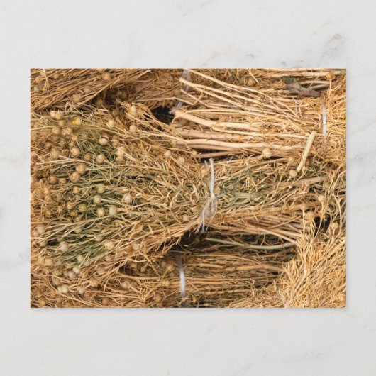 Dried Harmal Postkarte (Vorderseite)