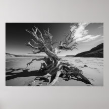 Driftwood-Baumstamm B&W-Foto