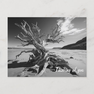 Driftwood-Baumstamm B&W-Foto Postkarte